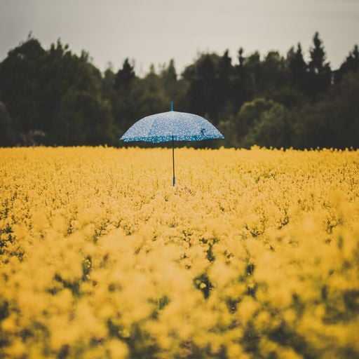 back to my roots ttns 23rd of may