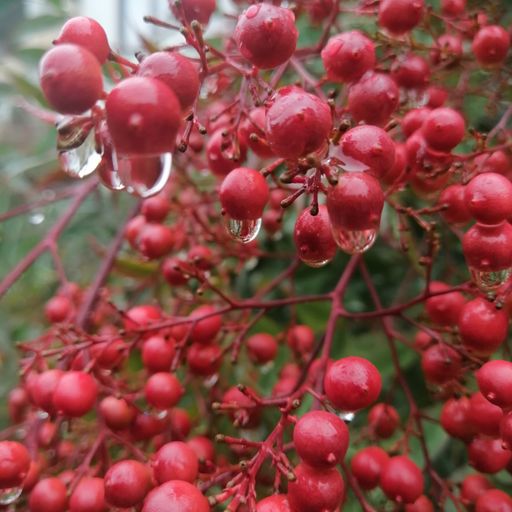 DREADheadz 24 CAT vom 31.102023