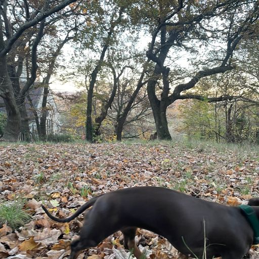 Words We Hear W/ Rark Mothko 08/06/24. [Voices Radio]