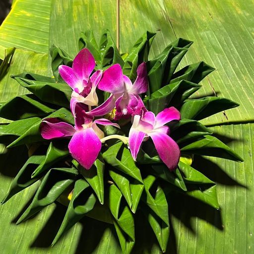 M I M I - Green Frequencies - 28th November 2025