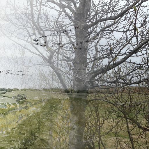 walkplacedistancetime #17 - Burfell Forest To The Freshmarsh - 1st July 2023