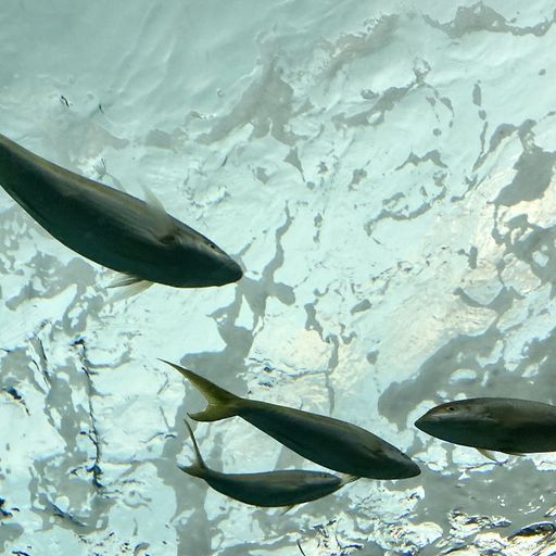 LIQUID ROPE W/ MADELEINE MARA - 31st December 2025