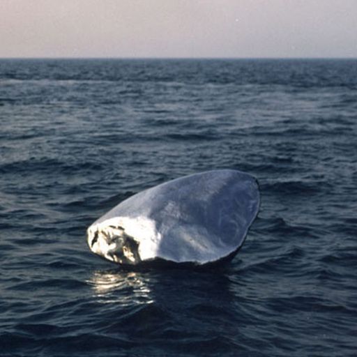 Dawn Chorus w. HEARDMAN - February 2024