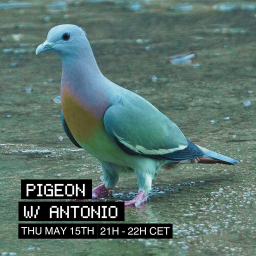 Pigeon w/ Antonio at WAV | 15-05-25