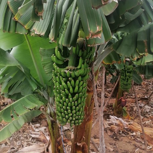 DREADheadz 8 BACK am 2.4.2024