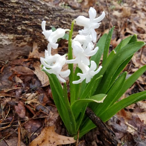 Brother Love's Deep Grooves from the Grove presents : Emerge