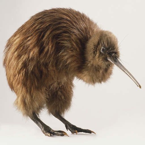 New Zealand Music Show 13/1