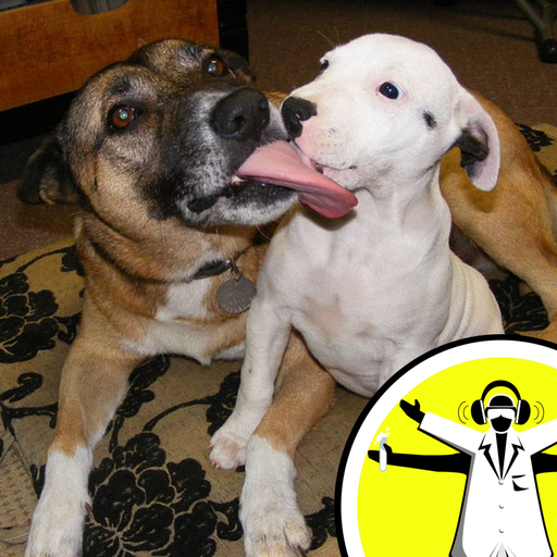 Do Dogs Understand People? - Naked Scientists 12.08.12