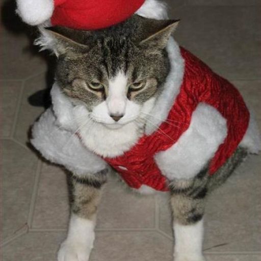 Cursing At Christmas
