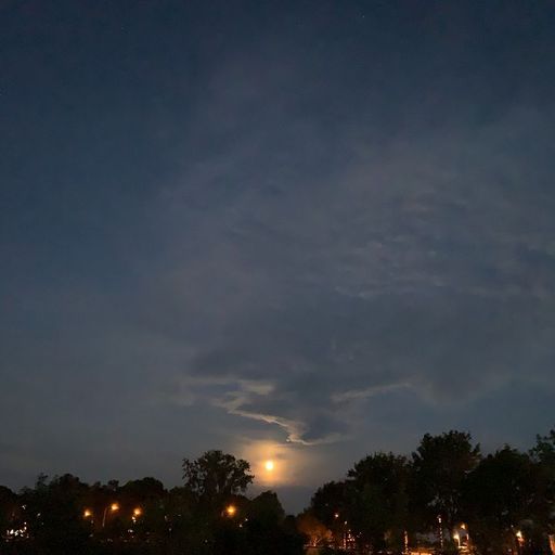 For the squirrel in my yard w/ Koni - 1st January 2026