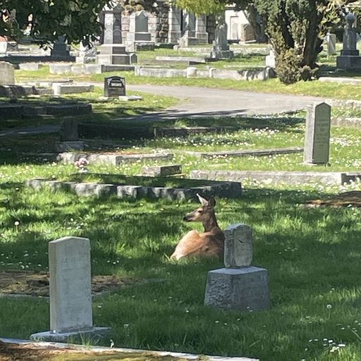 Pender Street Steppers - 28th April 2026