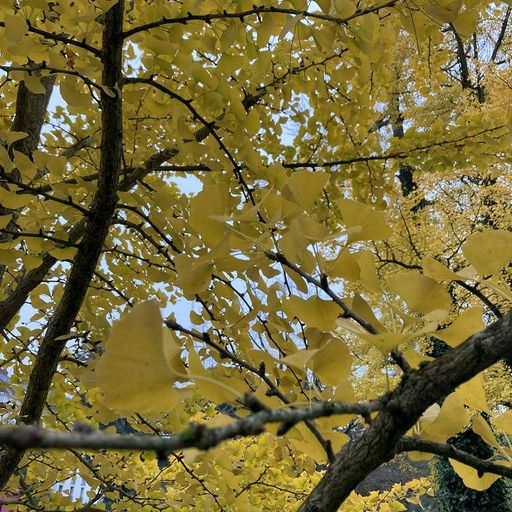 Ginkgo Records - 9th January 2026