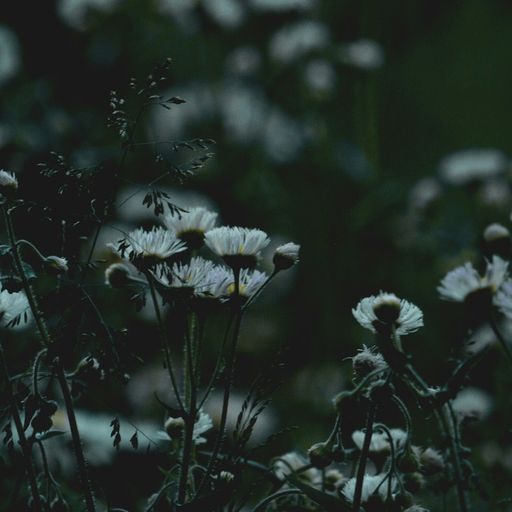 Naviar Broadcast #391 - Deutzia in Full White - 10 December 2025