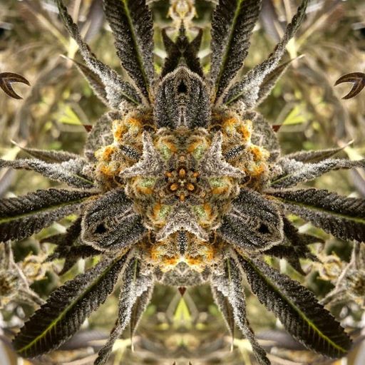 All Ganja Massive I