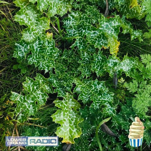 Gabriela B - Soft Serve 01.09.2022