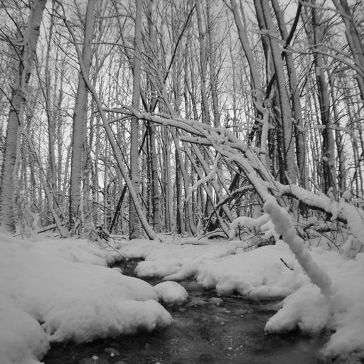 The Silence of Snow