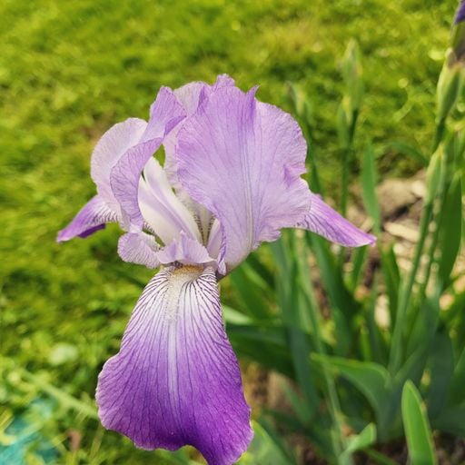 Brother Love presents:  "The Joy of Spring mix"