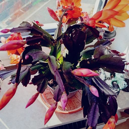 DREADheadz DUB & Reggae (26 TON homerec 158) vom 2.12.2025.mp3.