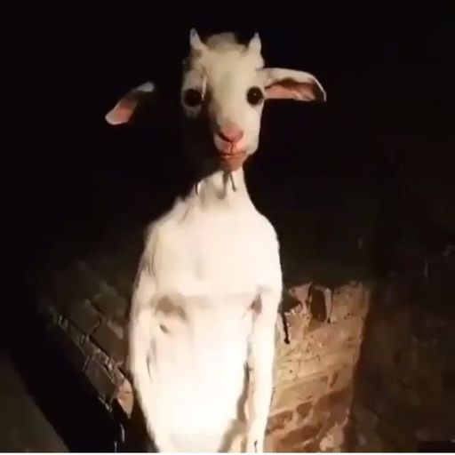 Techno Friday - Sexy version - Goatdog 14 May 2021