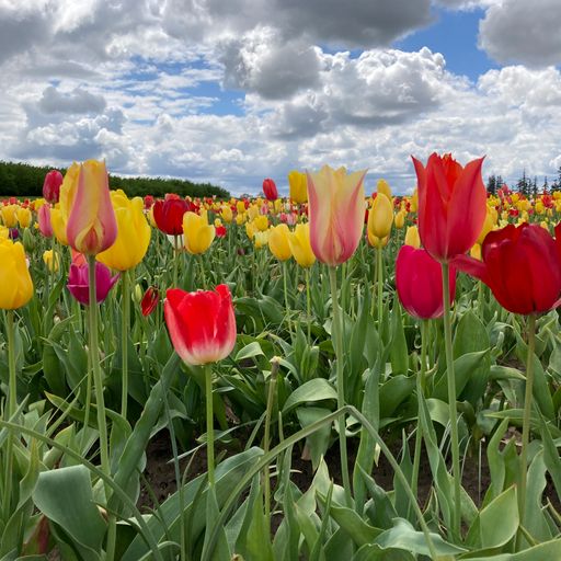 One day I will learn to shine (Eclectic Playlist Series 11.04)