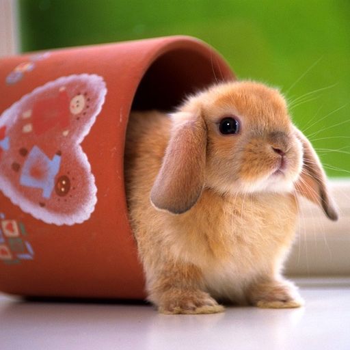 Hunny Bunny