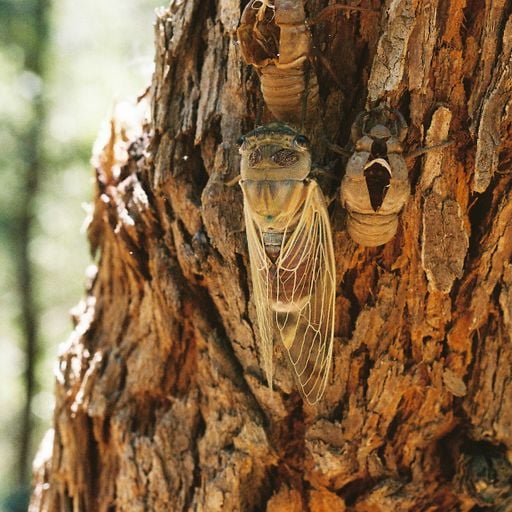 Cicadas and Labor Day - Musics of the World 01/09/19 WXUT (Mix)