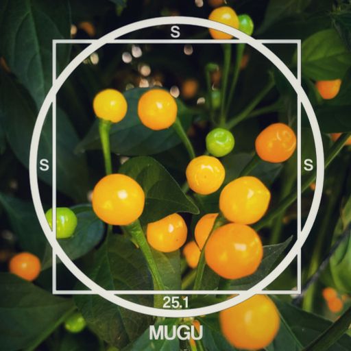 SSS #25.1 MUGU