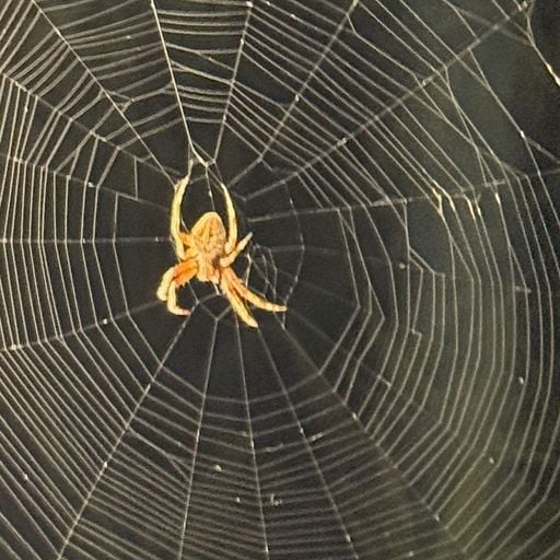 Bloodz Boi - 6th April 2026