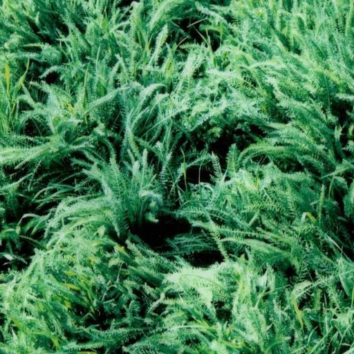 A Month of Sundays w/ Bill Spencer - 26th April 2026