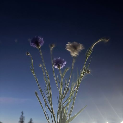 Poser Hour (04.02.2026)