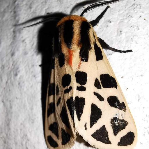 Matias Aguayo's 2031 Radio Show // 05-10-21