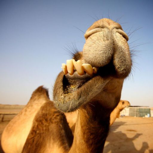 GAVO	-	Gavo’s ISR 4am mix