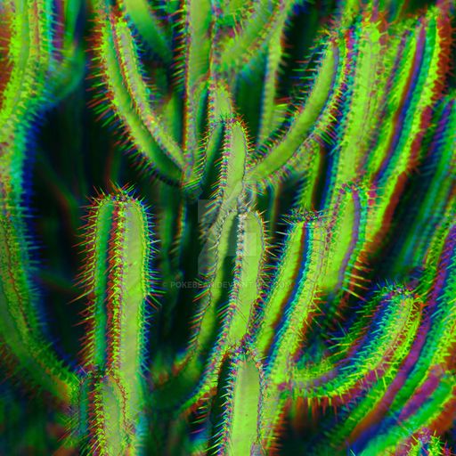 Natural Fractals - Cactus Teachings