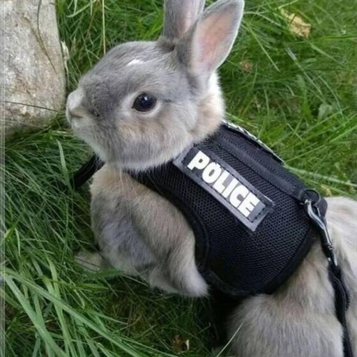 Dicky Dread Skanking Crusty Ska