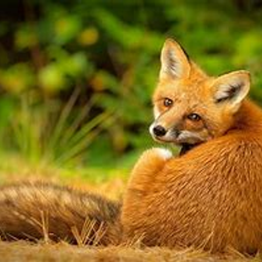 Urban Foxes (AmbientGrooves)