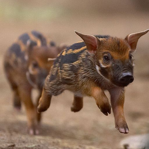 TINY ARTS SUPPLY SHOW 04/15/2026