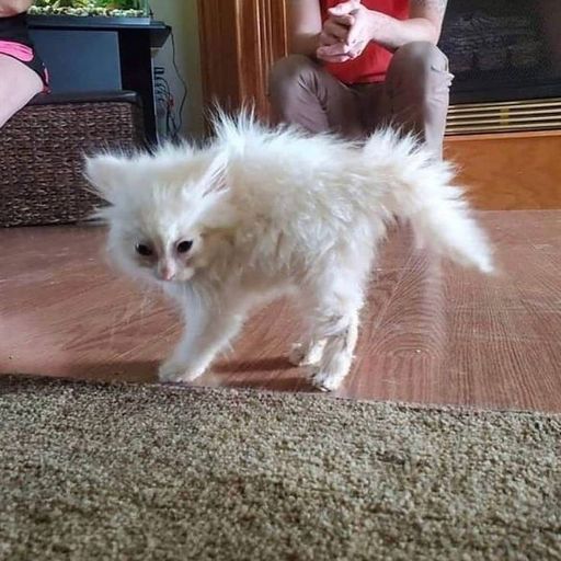 soft serve with gabriela bernadette 101021