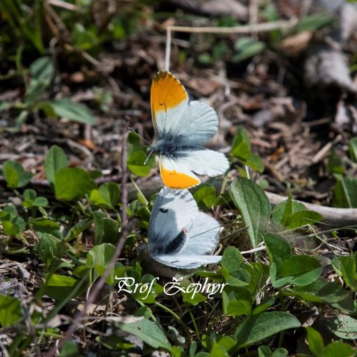 Zephyr's survival mix Ⅲ (Nov. 2021)