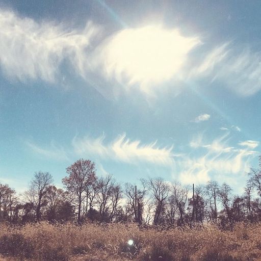 Smultronstället w/ Adviser on Shade Trees - 3rd January 2026