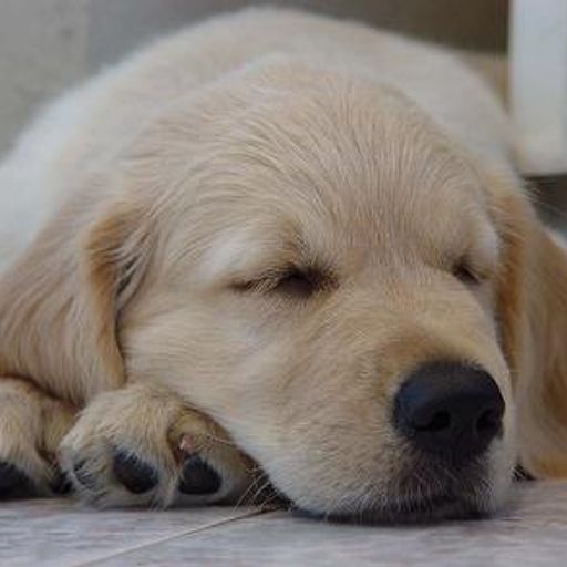 Dog Behaviourist Noel Murphy