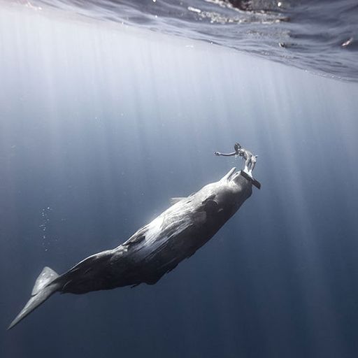 Shell Beach (Chillout)