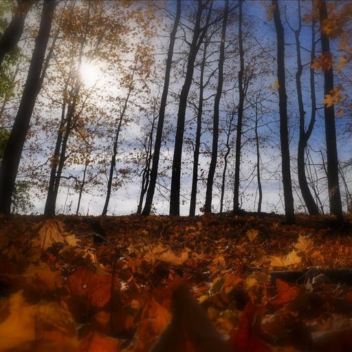 autumn in slow motion