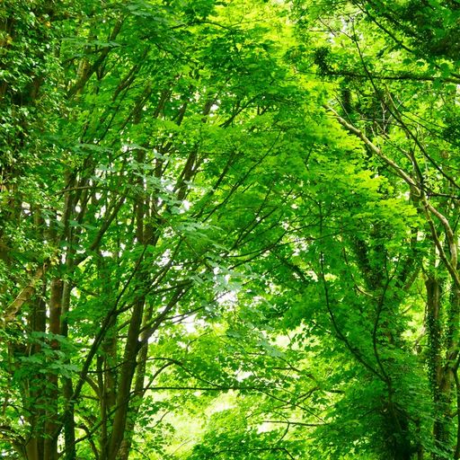 Naviar Broadcast #345 - Springtime Woods - 13th November 2024
