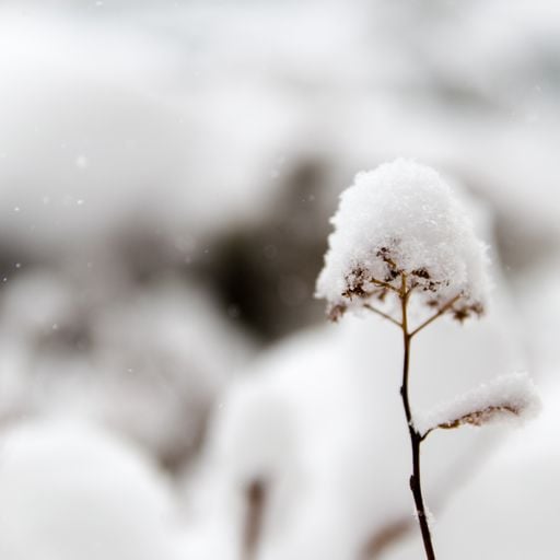 Flowers in December