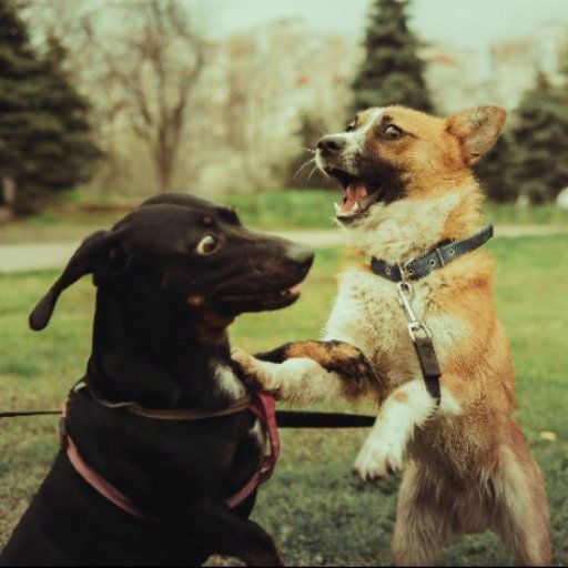 Electro House with Dastro