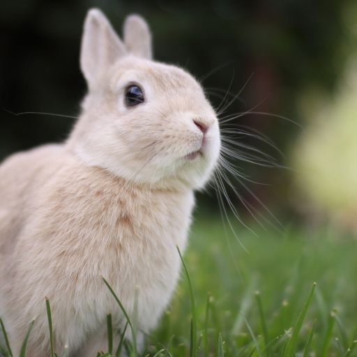 Hunny Bunny II