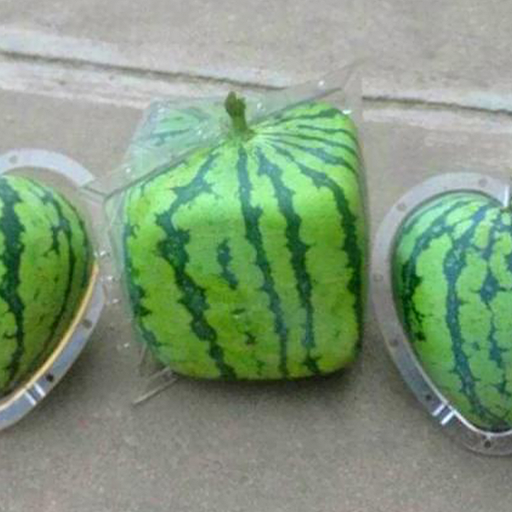 TRiNH - 4th July 2025