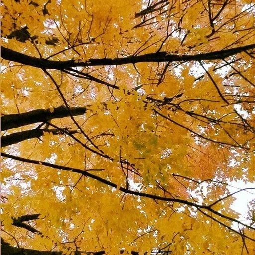 Autumn feelings