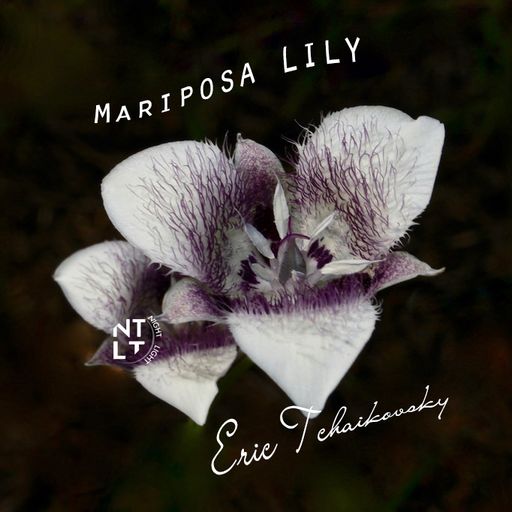Mariposa Lily