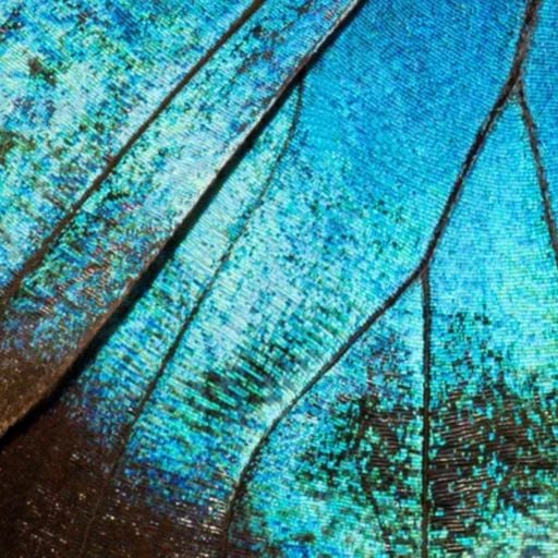 Asphodèle - Midnight Diaspora - 12th September 2025